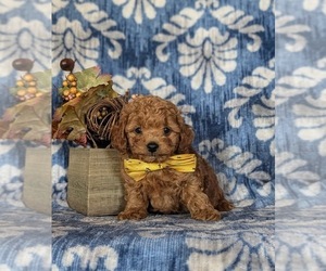 Poodle (Toy) Puppy for sale in PARADISE, PA, USA