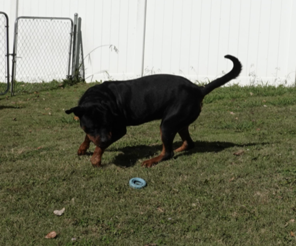 Medium Photo #11 Rottweiler Puppy For Sale in S CHARLESTON, WV, USA