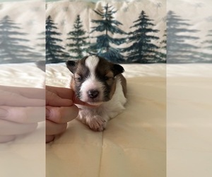 Shetland Sheepdog Puppy for sale in KINGSPORT, TN, USA