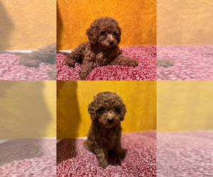 Poodle (Toy) Litter for sale in MEDINAH, IL, USA