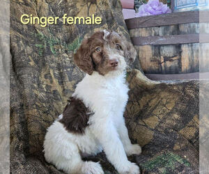 Goldendoodle Dogs for adoption in CANTON, OH, USA