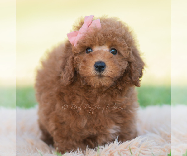Medium Photo #1 Goldendoodle (Miniature) Puppy For Sale in WARSAW, IN, USA