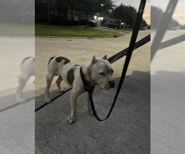 Medium Photo #1 American Bulldog-Unknown Mix Puppy For Sale in Houston, TX, USA