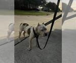 Small American Bulldog Mix