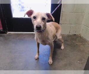 Chihuahua-Unknown Mix Dogs for adoption in Tulsa, OK, USA