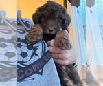 Small Photo #13 Bernedoodle Puppy For Sale in REYNOLDSBURG, OH, USA