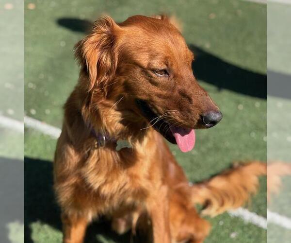 Medium Photo #2 Golden Retriever Puppy For Sale in San Diego, CA, USA