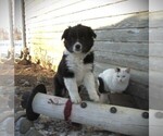 Small Photo #4 Border Collie Puppy For Sale in LUBLIN, WI, USA