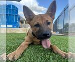 Small #1 German Shepherd Dog Mix
