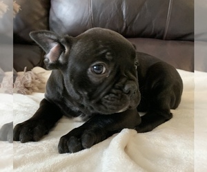 French Bulldog Puppy for sale in JOHNS ISLAND, SC, USA