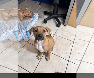 Labrador Retriever-Unknown Mix Dogs for adoption in Tracy City, TN, USA