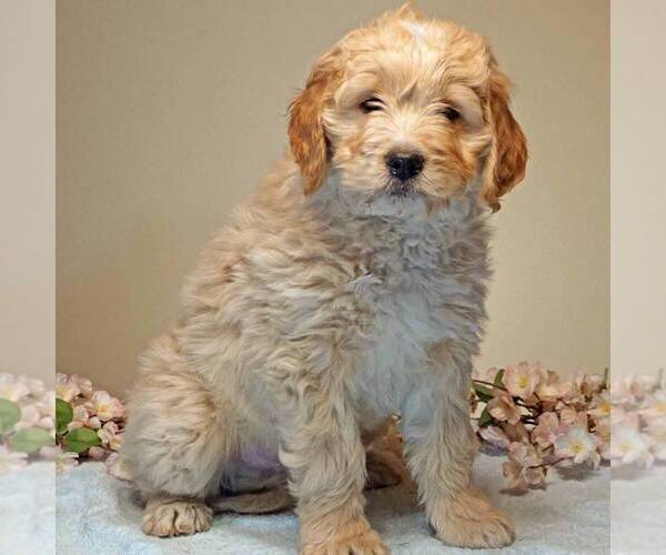 Medium Photo #1 Goldendoodle-Poodle (Miniature) Mix Puppy For Sale in CLARK, WI, USA