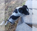Small Photo #31 Australian Cattle Dog Puppy For Sale in SYLMAR, CA, USA