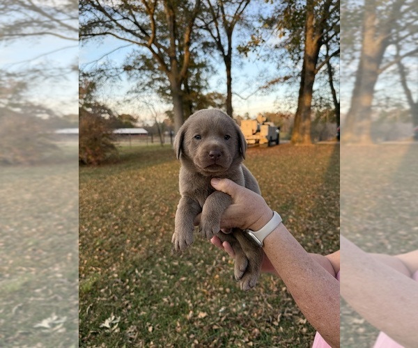 Medium Photo #1 Labrador Retriever Puppy For Sale in CULLMAN, AL, USA