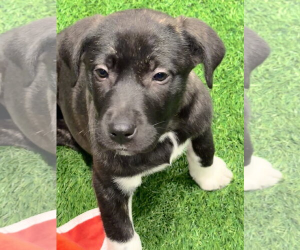 Medium Photo #10 Mutt Puppy For Sale in Sanford, FL, USA