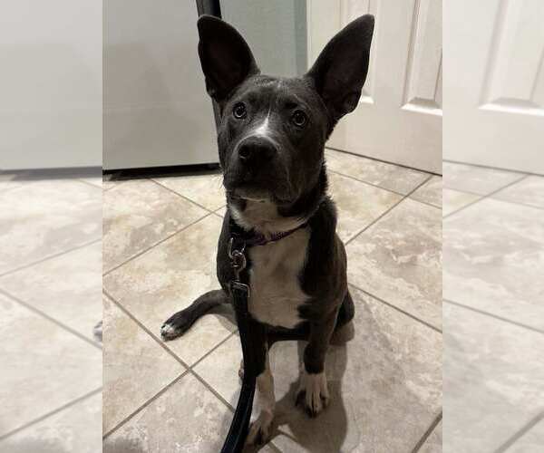 Medium Photo #7 American Pit Bull Terrier-Unknown Mix Puppy For Sale in La Verne, CA, USA