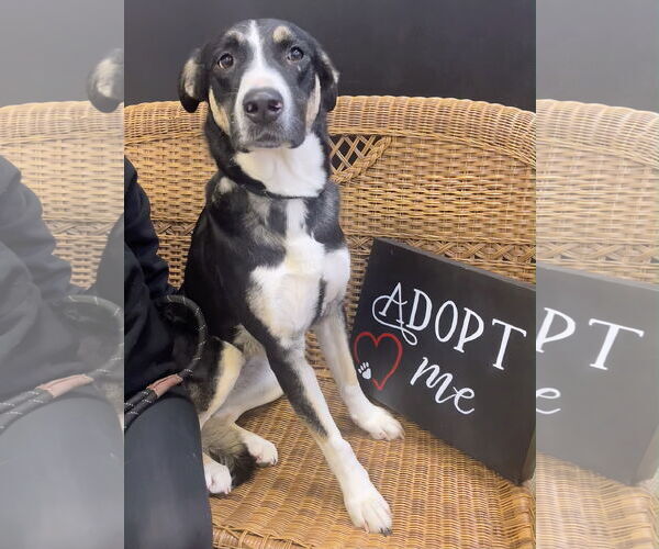 Medium Photo #1 Siberian Husky-Unknown Mix Puppy For Sale in Rockaway, NJ, USA