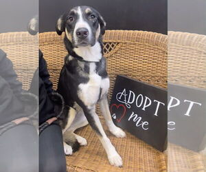 Siberian Husky-Unknown Mix Dogs for adoption in Rockaway, NJ, USA