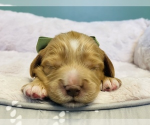 Australian Labradoodle Puppy for sale in SUMMERFIELD, NC, USA