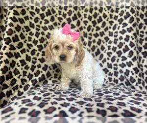 Cocker Spaniel Puppy for sale in LAKELAND, FL, USA