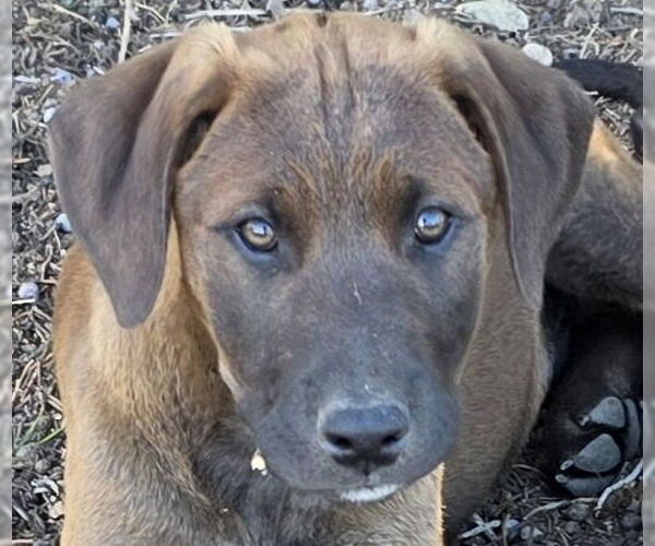 Medium Photo #1 Doberman Pinscher-Unknown Mix Puppy For Sale in Lake Forest, CA, USA