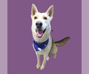 German Shepherd Dog Dogs for adoption in Bakersfield, CA, USA