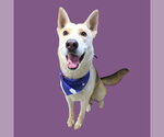 *WEDNESDAY - Female German Shepherd Dog Dog for Adoption - Small photo