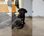 Small Photo #1 Cane Corso Puppy For Sale in LINCOLN, NE, USA
