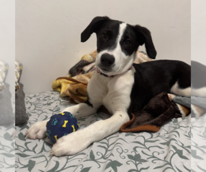 Oreo - Female Mutt Dog for Adoption - Photo #2