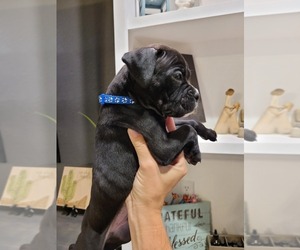 Boxer Puppy for Sale in LITCHFIELD PARK, Arizona USA