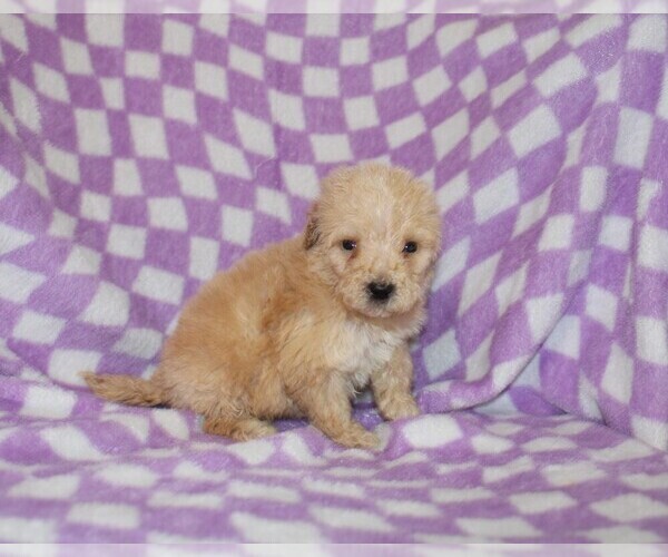 Medium Photo #1 Poodle (Standard) Puppy For Sale in BLOOMINGTON, IN, USA