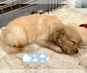 Medium Golden Retriever