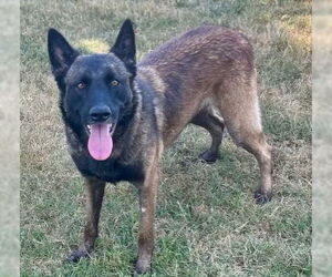 Mutt Dogs for adoption in Riverside, CA, USA