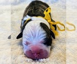 Puppy Gold Collar Alapaha Blue Blood Bulldog