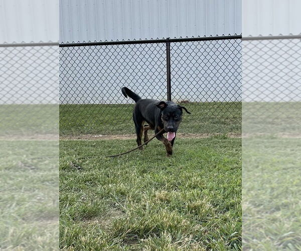 Medium Photo #11 Mastador Puppy For Sale in Evansville, IN, USA