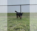 Small #10 Mastador