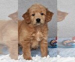 Small Photo #10 Goldendoodle (Miniature) Puppy For Sale in SYRACUSE, IN, USA