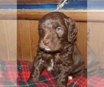 Small Photo #1 Labradoodle Puppy For Sale in DENVER, CO, USA