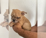 Small Photo #1 English Bulldog Puppy For Sale in MORENO VALLEY, CA, USA