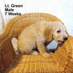 Small Photo #2 Goldendoodle (Miniature) Puppy For Sale in SHELBY TOWNSHIP, MI, USA