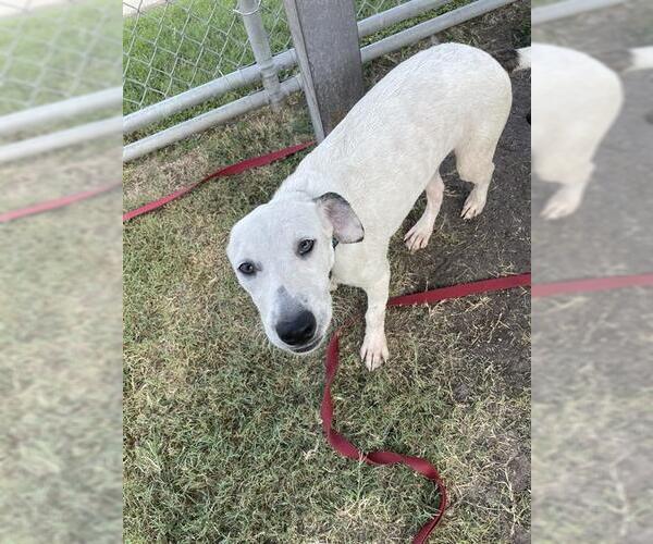 Medium Photo #3 Black Mouth Cur-Labrador Retriever Mix Puppy For Sale in Corpus Christi, TX, USA