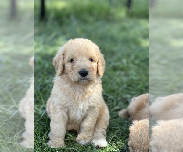 Medium Photo #5 Goldendoodle Puppy For Sale in MARYVILLE, MO, USA