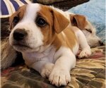 Small Photo #4 Jack Russell Terrier Puppy For Sale in WYOMING, MN, USA