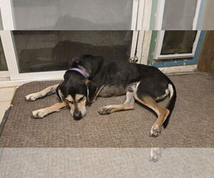 Zander - Male Mutt Dog for Adoption - Photo #4