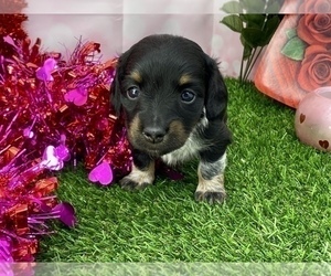 Dachshund Puppy for sale in CASSVILLE, MO, USA
