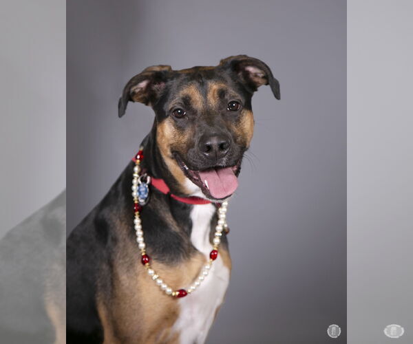 Medium Photo #13 Shepweiller Puppy For Sale in Princeton, MN, USA