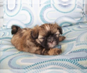 Shih Tzu Puppy for sale in S ZANESVILLE, OH, USA