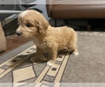 Small Photo #14 Goldendoodle (Miniature) Puppy For Sale in RALEIGH, NC, USA