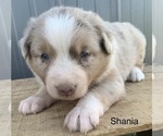Small Photo #10 Australian Shepherd Puppy For Sale in LYNN, IN, USA