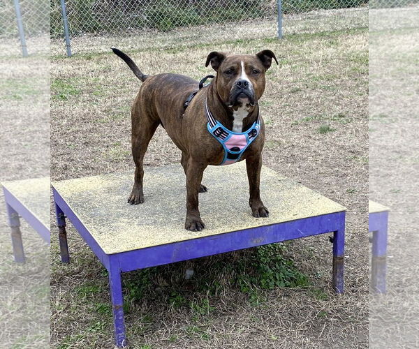 Medium Photo #2 American Pit Bull Terrier-Unknown Mix Puppy For Sale in Virginia Beach, VA, USA